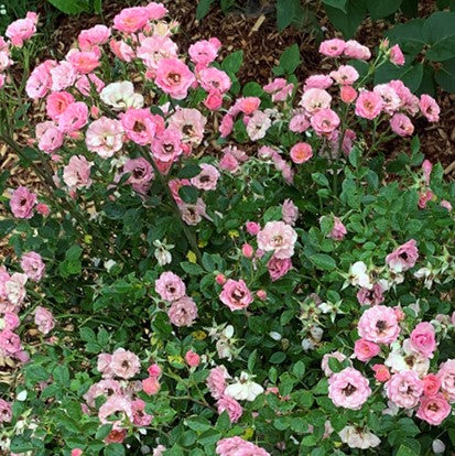 Oso Easy Petit Pink® Landscape Rose (Rose 'ZLEMarianneYoshida')