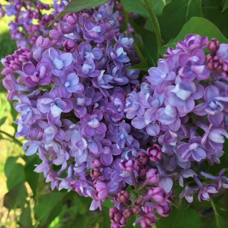 Scentara® Double Blue Lilac (SYRINGA X SCENTARA® DOUBLE BLUE)
