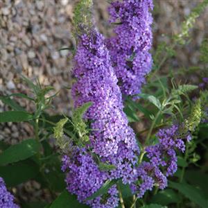 Buzz® Sky Blue Butterfly Bush (BUDDLEIA BUZZ SKY BLUE)