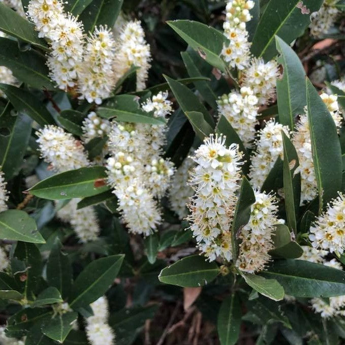 Zimmerman Cherry Laurel (PRUNUS L. ZIMMERMAN)