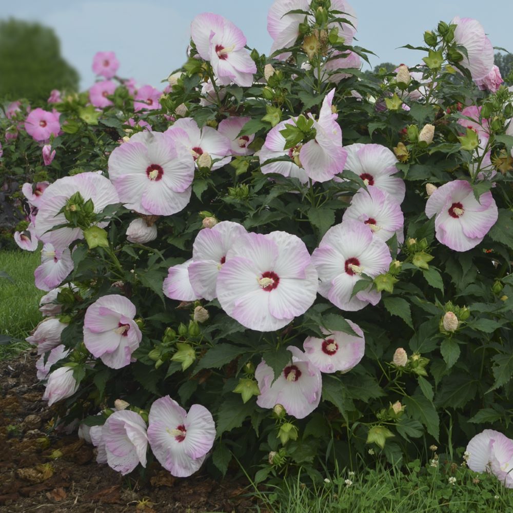 Summerific® 'Ballet Slippers' Rose Mallow (HIBISCUS X SUMMERIFIC BALLET SLIPPERS)