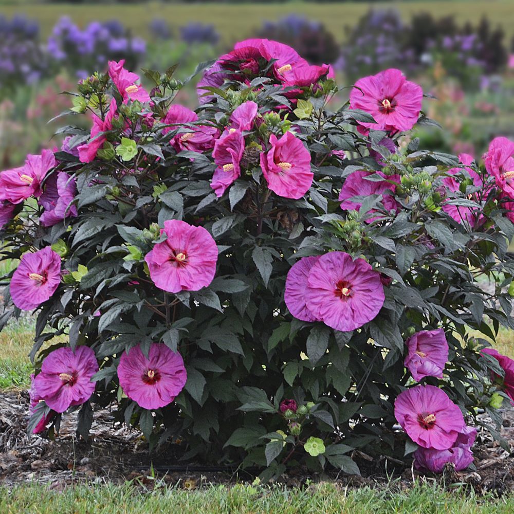 Summerific® 'Berry Awesome' Rose Mallow (HIBISCUS X SUMMERIFIC BERRY AWESOME)