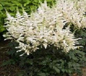 Vision In White Astilbe (ASTILBE VISION IN WHITE)
