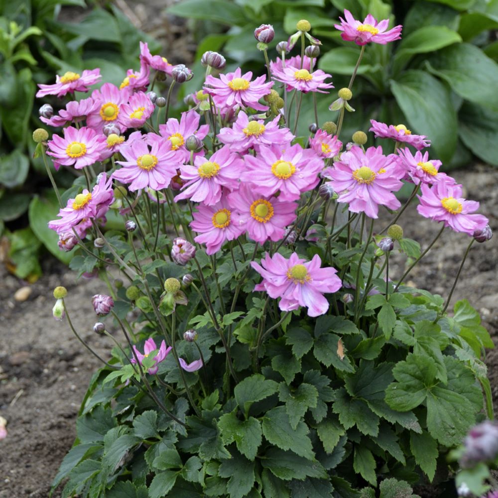 Curtain Call Pink Japanese Anemone (ANEMONE CURTAIN CALL PINK)