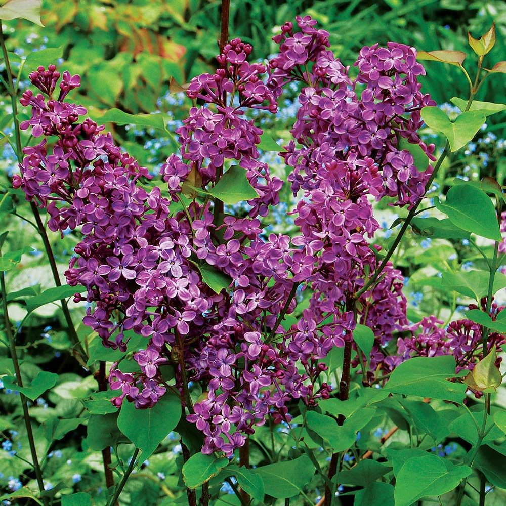 Pocahontas Lilac (SYRINGA X HYACIN. POCAHONTAS)