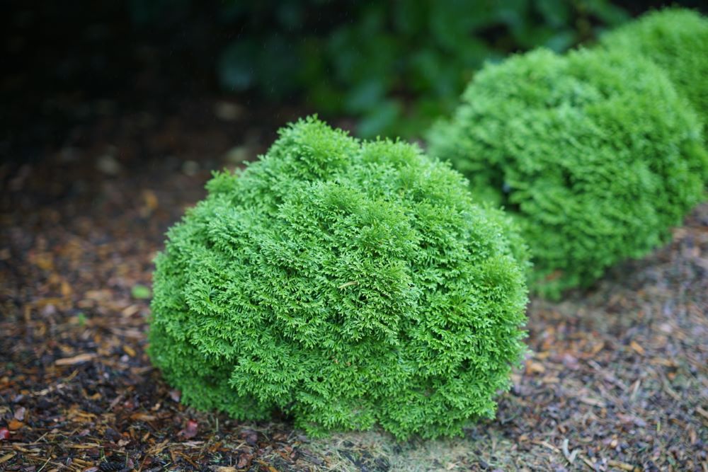 Tater Tot® Arbovitae (THUJA OCC. TATER TOT)