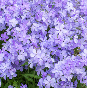 Blue Moon Phlox (PHLOX D. BLUE MOON)