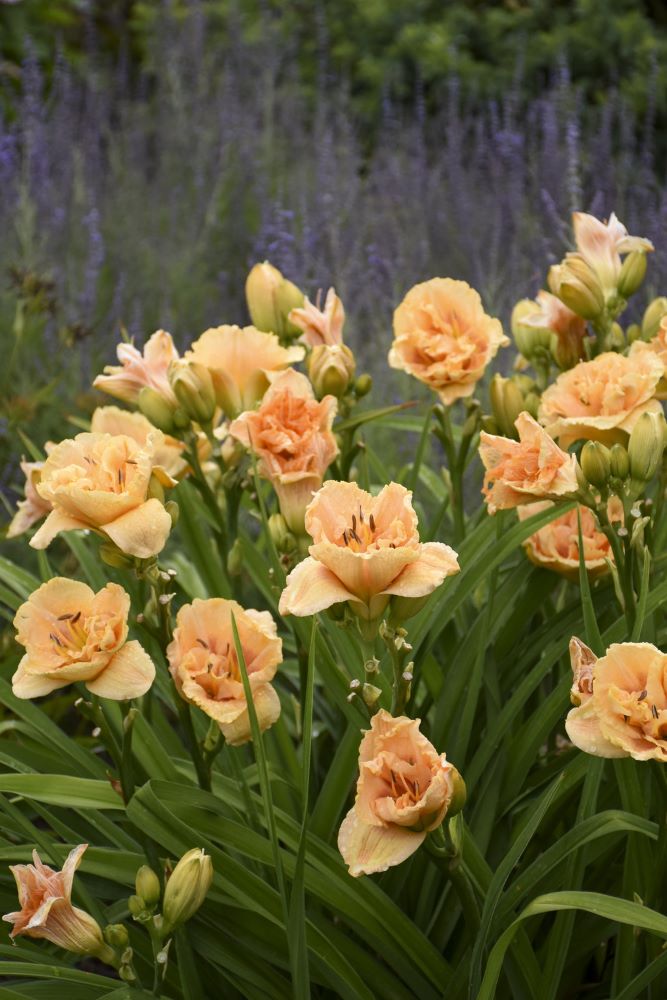 Rainbow Rhythm® 'Siloam Peony Display' Daylily (HEM RAINBOW RHYTHM SILOAM PEONY DISPLAY)