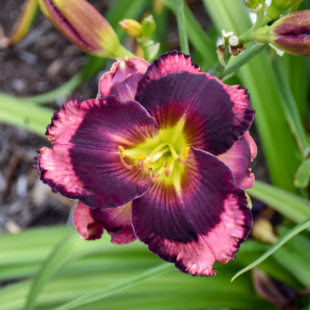 Rainbow Rhythm® 'Storm Shelter' Daylily (HEM RAINBOW RHYTHM STORM SHELTER)