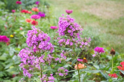 Jeana Garden Phlox (PHLOX PAN. JEANA)