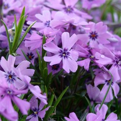 Purple Beauty Creeping Phlox (PHLOX SUB. PURPLE BEAUTY)