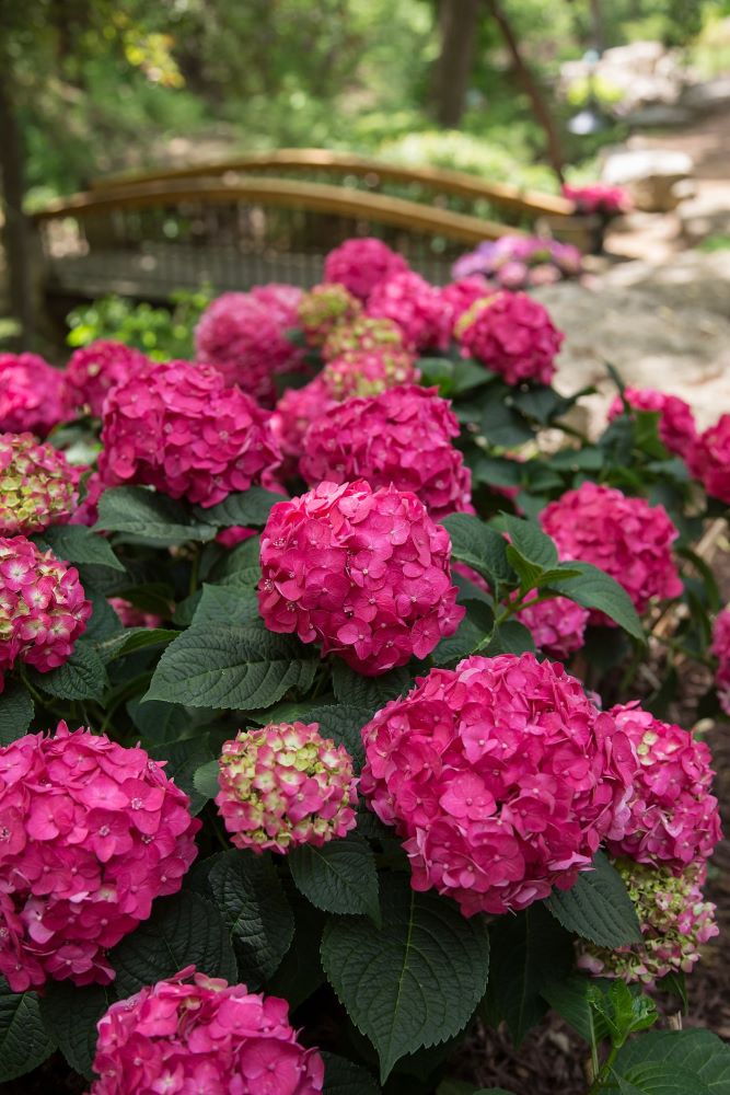 Summer Crush® Reblooming Hydrangea (HYDRANGEA M. SUMMER CRUSH)