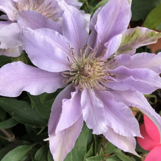 Filigree™ Clematis (CLEMATIS FILIGREE TRAILING)