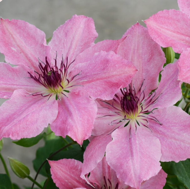 Sarah Elizabeth™ Clematis (CLEMATIS SARAH ELIZABETH)