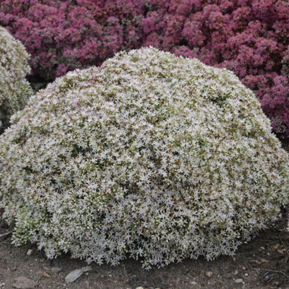 Rock 'N Round® 'Bundle of Joy' Stonecrop (SEDUM ROCK N GROW BUNDLE OF JOY)