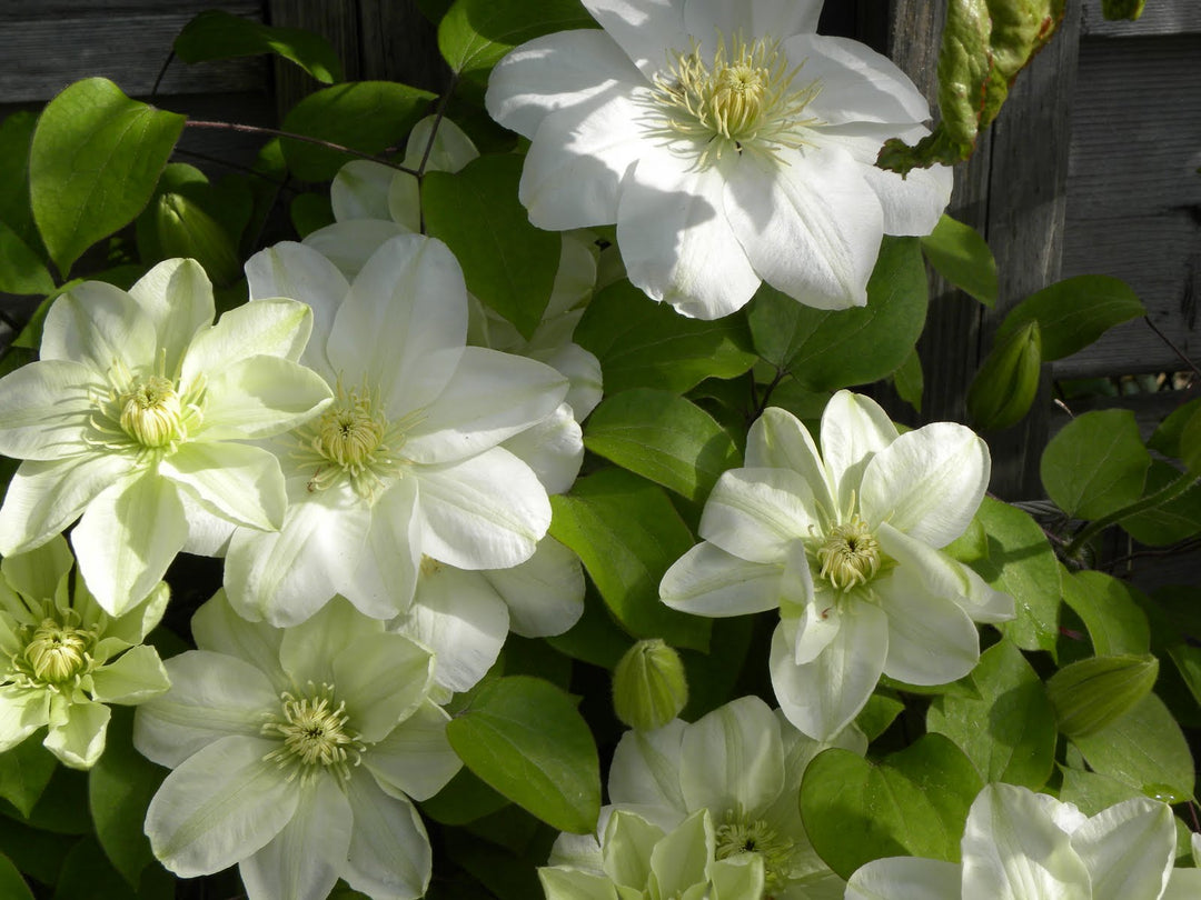 Guernsey Cream Clematis (CLEMATIS GUERNSEY CREAM)