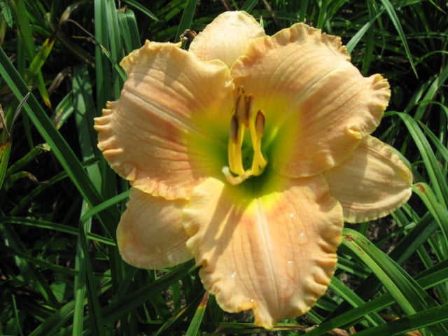 Elegant Candy Daylily (HEM T.A.N. ELEGANT CANDY)