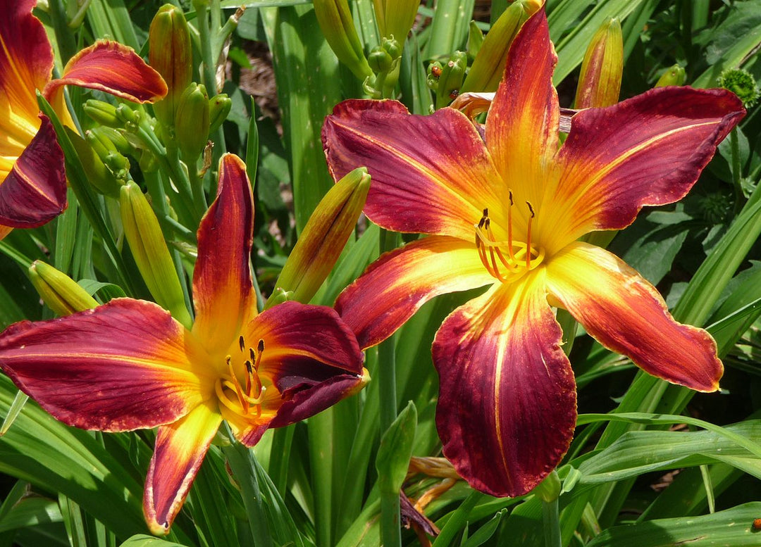 Rainbow Rhythm® 'Ruby Spider' Daylily (HEMER RUBY SPIDER)