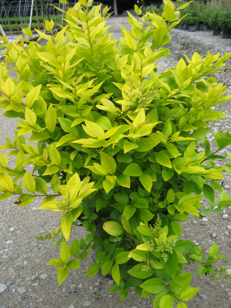 Golden Vicary Privet (LIGUSTRUM X VICARYI)