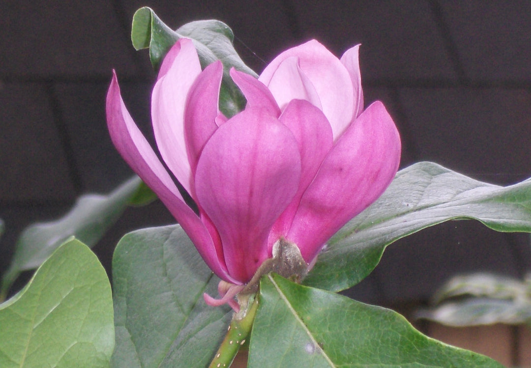 Ann Magnolia (MAGNOLIA X ANN)