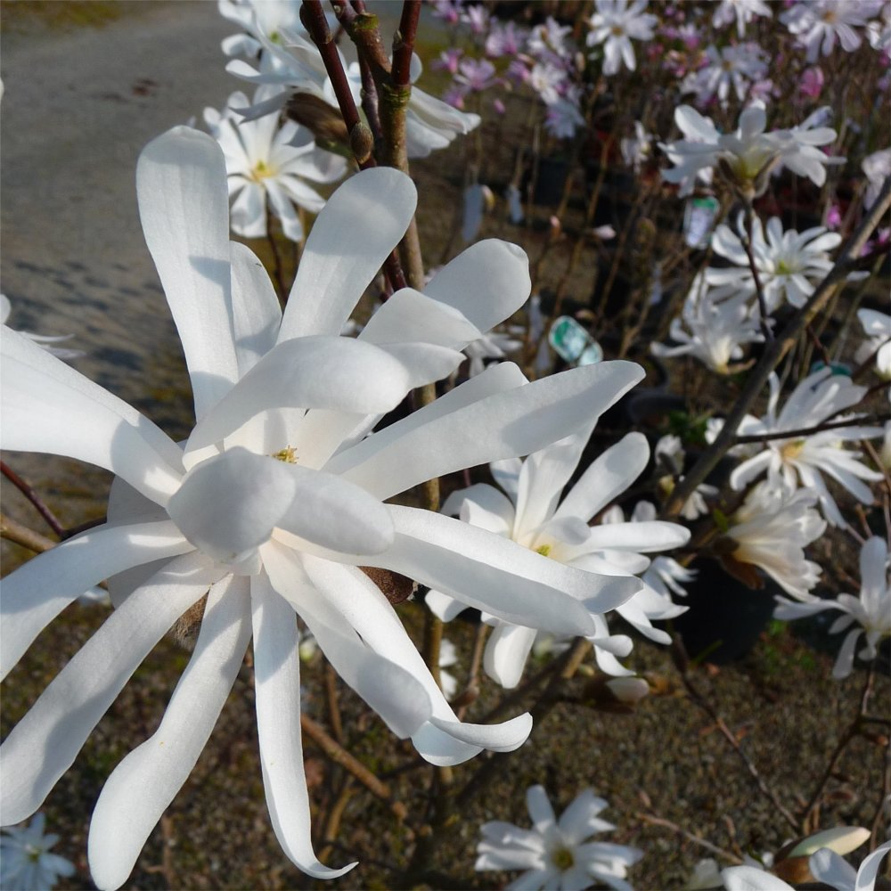 Royal Star Magnolia (MAGNOLIA S. ROYAL STAR)