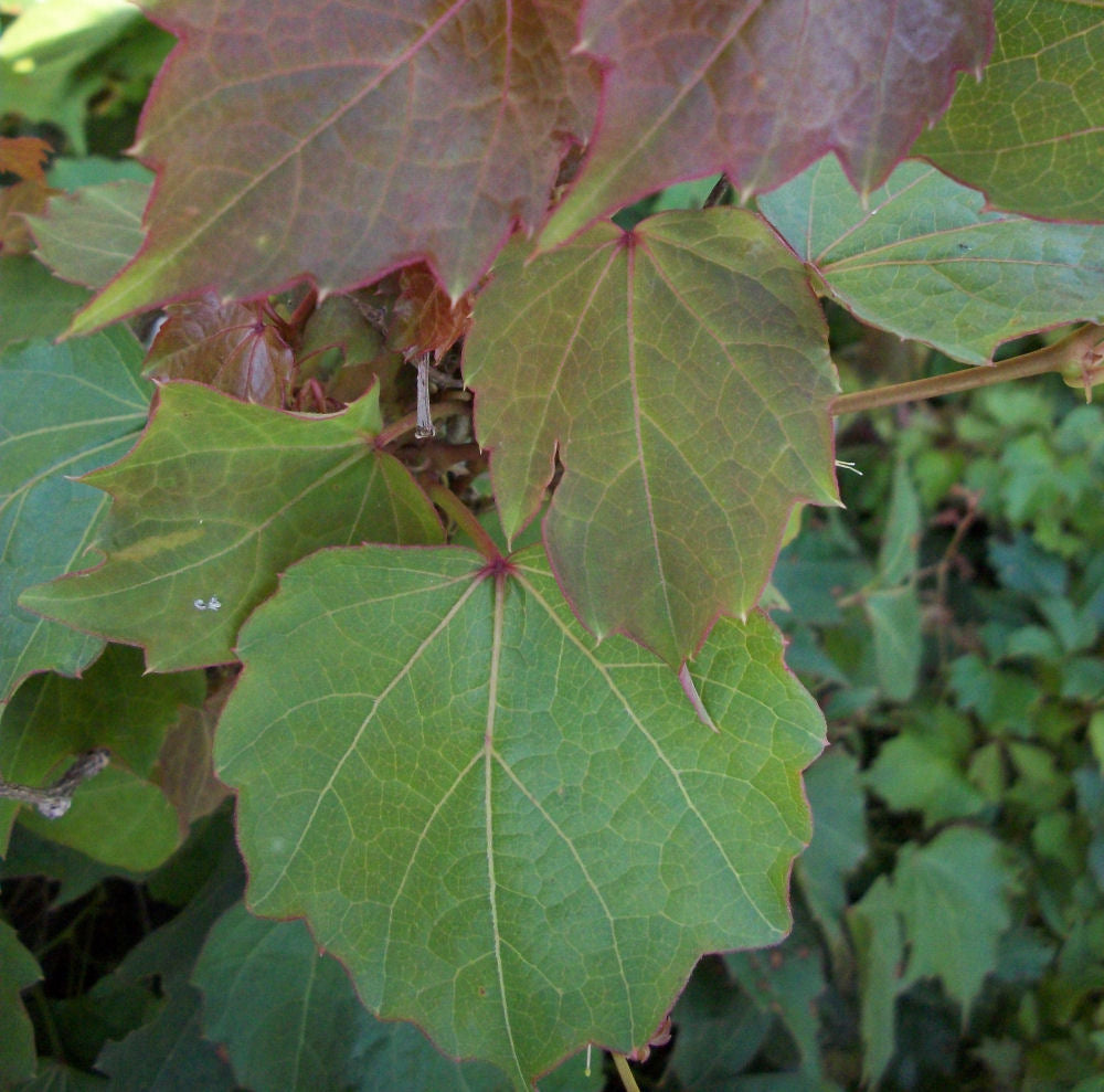 Robusta Boston Ivy (PARTHENOCISSUS TRI. ROBUSTA)