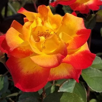 Sunset Horizon™ Rose (ROSE SUNSET HORIZON™)