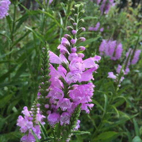 Pink Manners Obedient Plant (PHYSOSTEGIA PINK MANNERS)