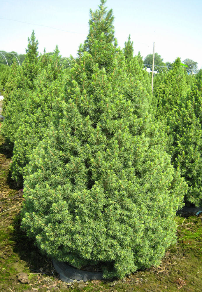 Dwarf Alberta Spruce (PICEA GLAUCA CONICA)