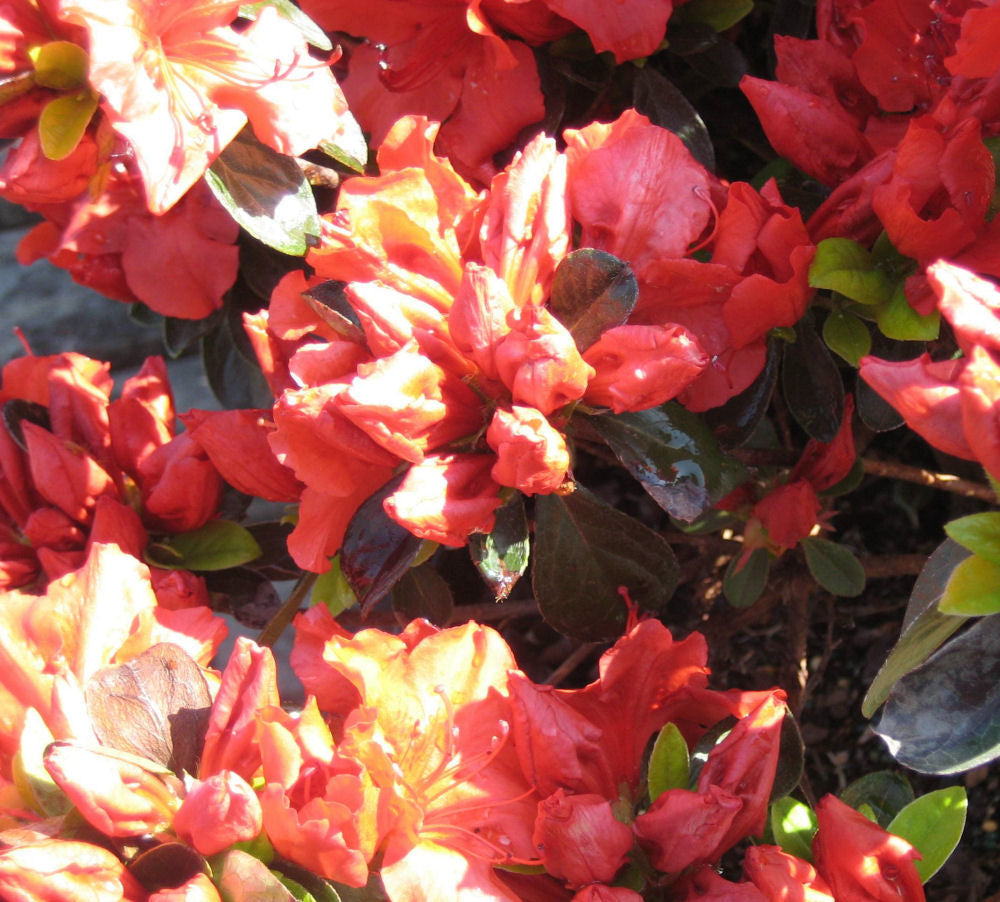 Girard’s Crimson Azalea (AZALEA GIRARDS CRIMSON)