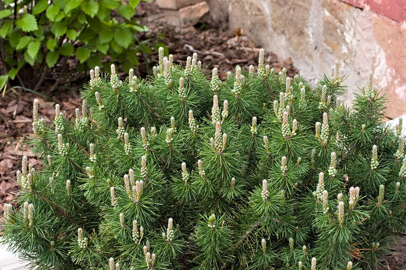 Enci Mugo Pine (PINUS MUGO ENCI)