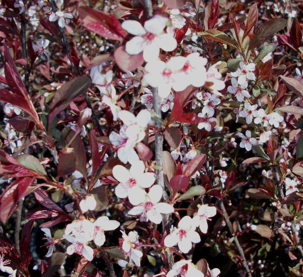 Purpleleaf Sand Cherry (PRUNUS CISTENA)