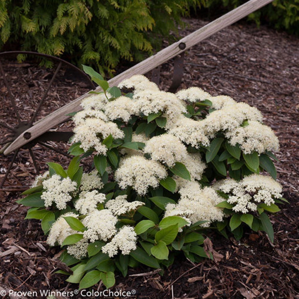 Color Choice® Lil’ Ditty® Witherod Viburnum (Viburnum cassinoides ‘SMNVCDD’)