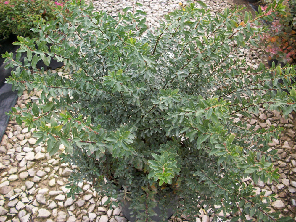 Snowmound Spiraea (SPIRAEA NIPPONICA SNOWMOUND)