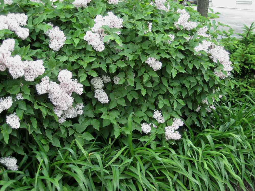 Miss Kim Lilac (SYRINGA PATULA MISS KIM)