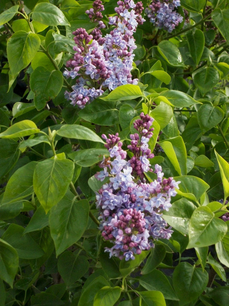 Common Lilac (SYRINGA VULGARIS)