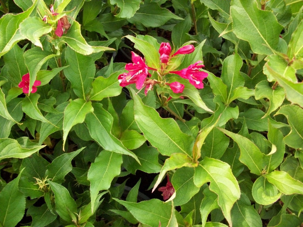Red Prince Weigela (WEIGELA RED PRINCE)