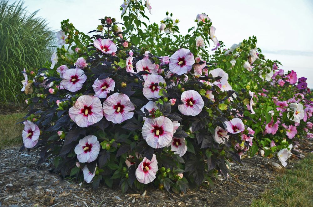 Summerific® 'Perfect Storm' Rose Mallow (HIBISCUS X SUMMERIFIC PERFECT STORM)