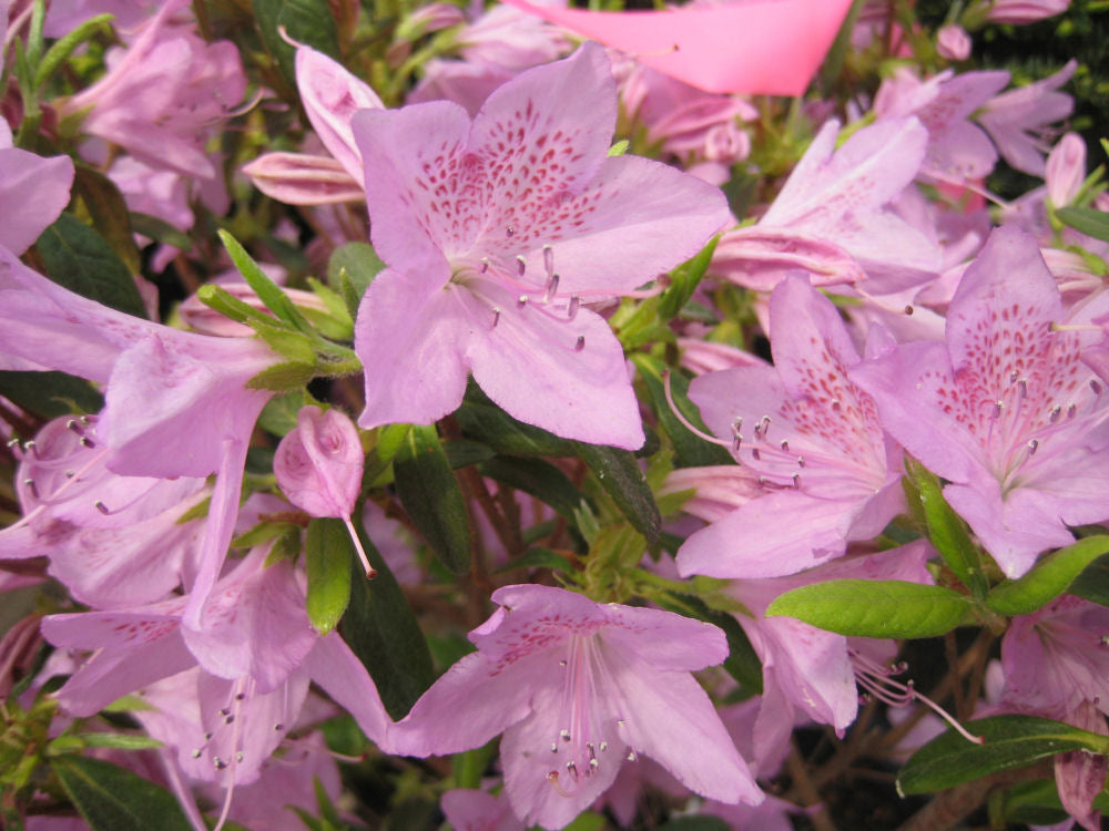 Improved Poukhatanense Azalea (AZALEA POUKHANENSE IMP)