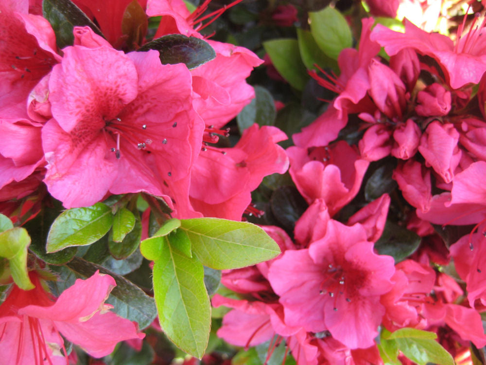 Renee Michelle Azalea (AZALEA RENEE MICHELLE)