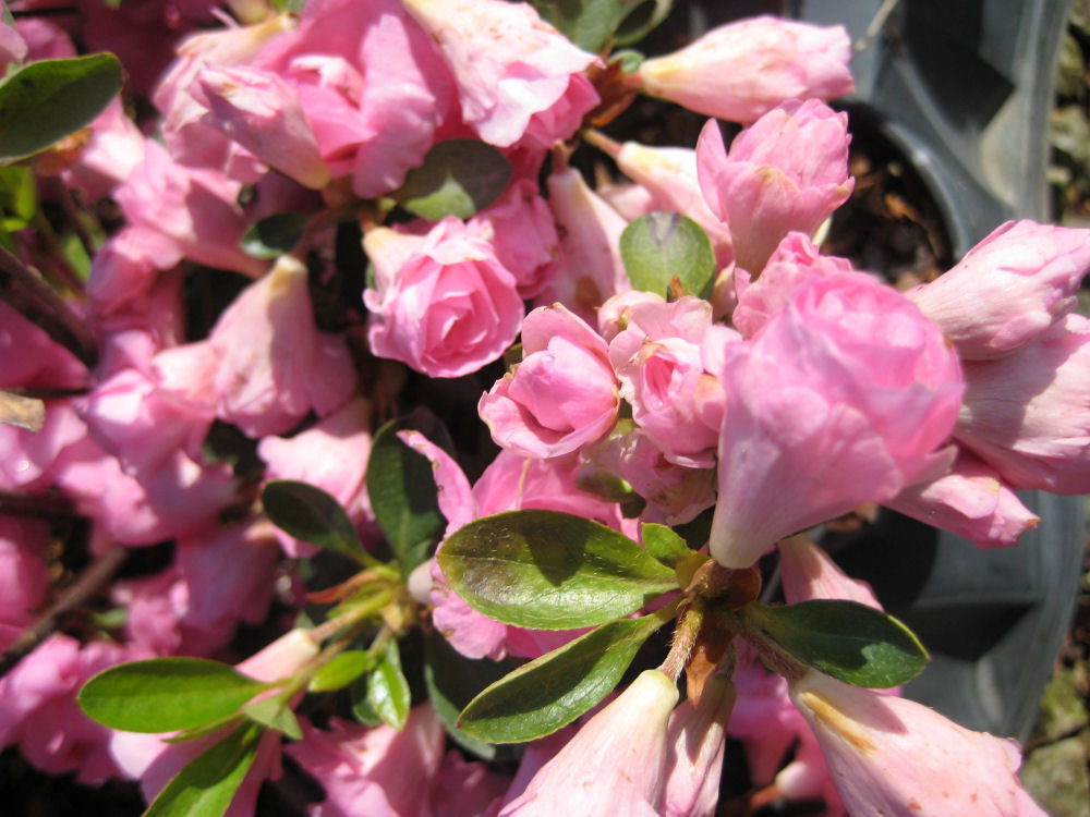 Rosebud Azalea (AZALEA ROSEBUD)