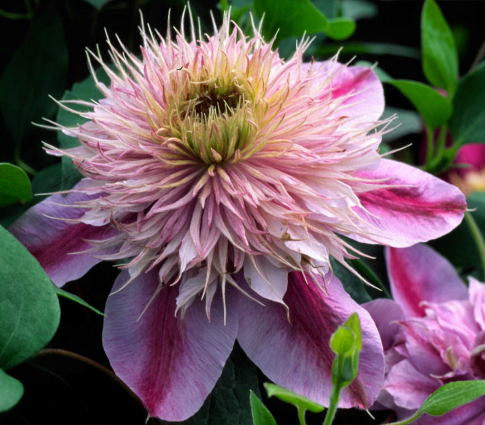 Empress™ Clematis (Clematis  'Evipo011')