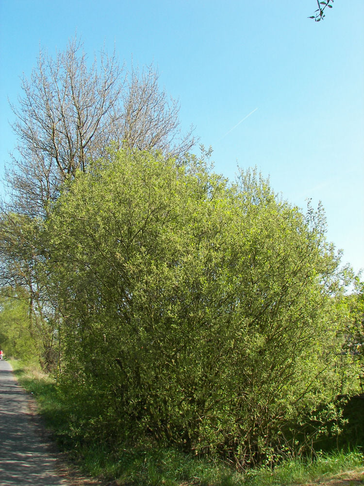 Pussy Willow (SALIX CAPREA)