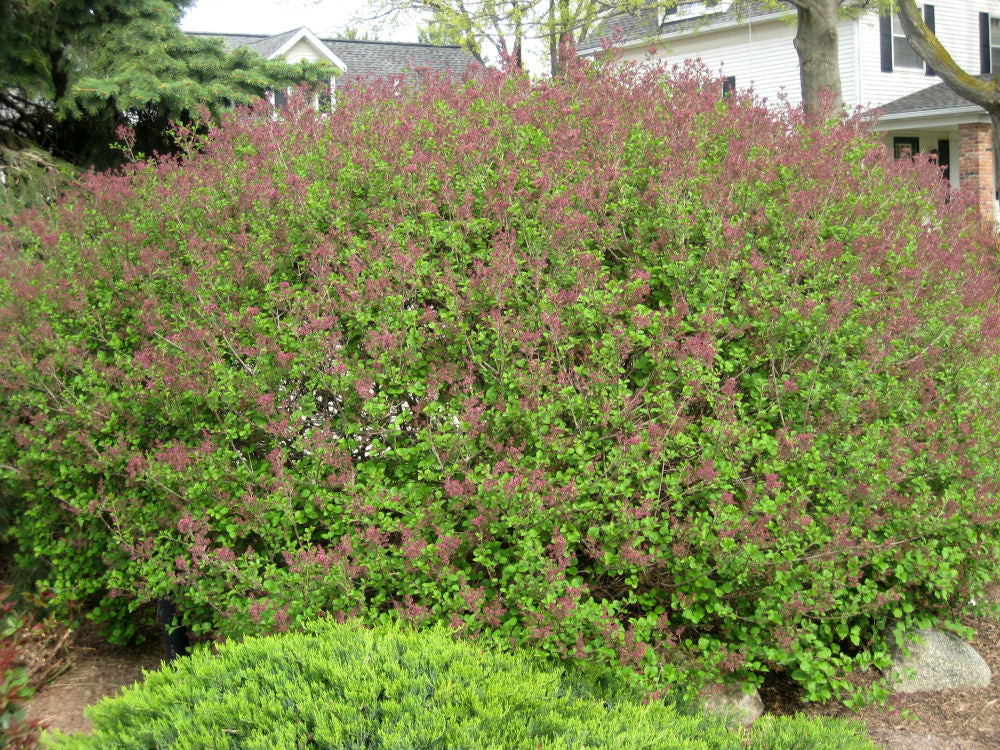 Dwarf Korean Lilac (SYRINGA MEYERI PALIBIN)