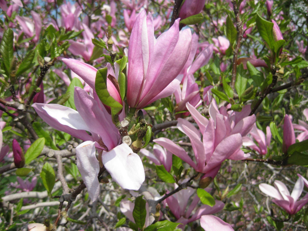 Jane Magnolia (MAGNOLIA X JANE)