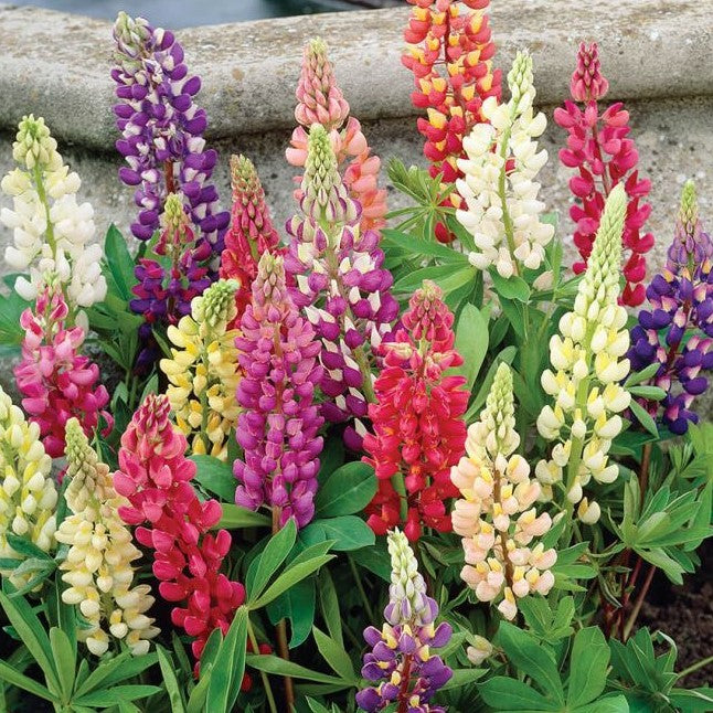 Russell Hybrid Lupines (LUPINUS P. RUSSELL HYBRIDS)