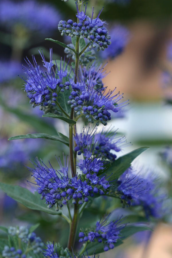 Dark Knight Bluebeard (CARYOPTERIS X C. DARK KNIGHT)