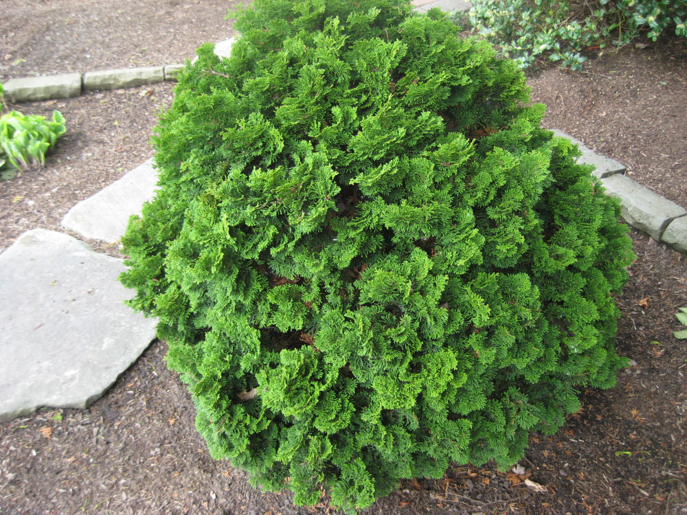 Templehof False Cypress (CHAM. OBTUSA TEMPLEHOF)