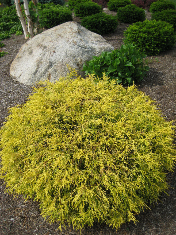 Gold Mop Cypress (CHAM. P. F. MOPS)
