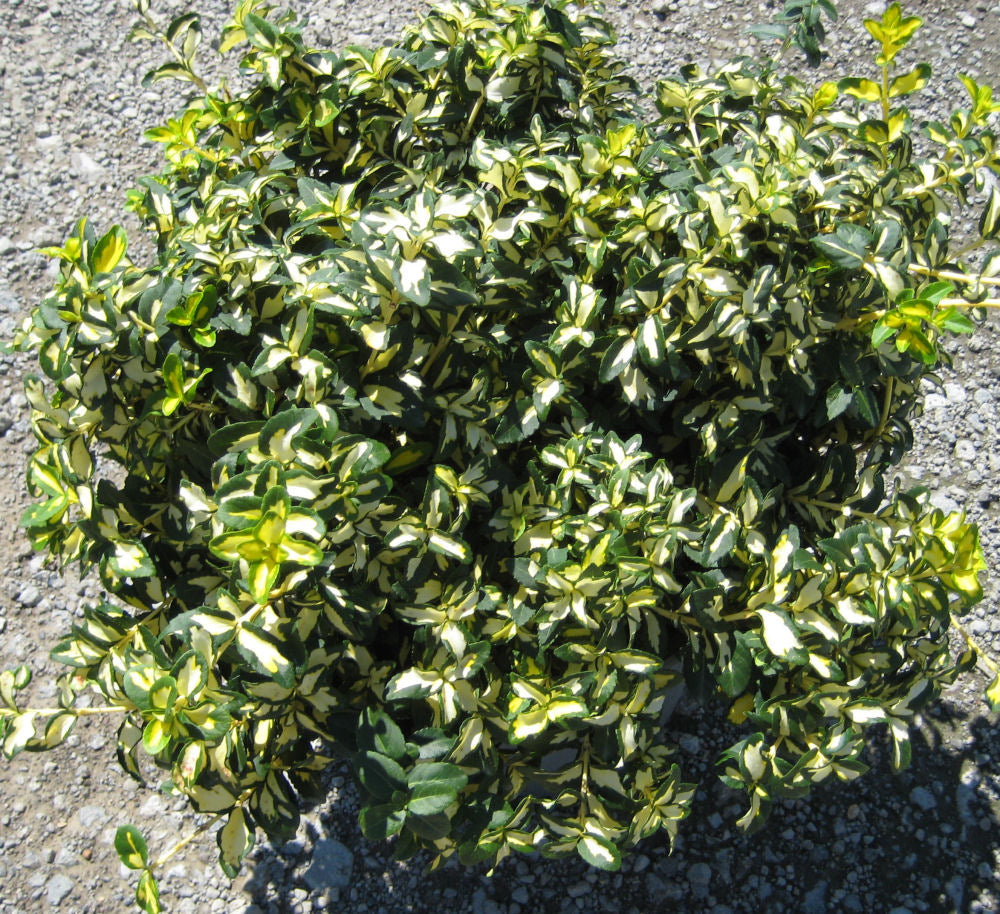 Moonshadow™ Euonymus (EUONYMUS FOR. MOONSHADOW)